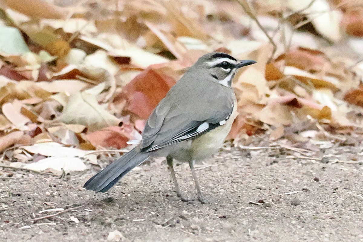Bearded Scrub-Robin - ML642131293