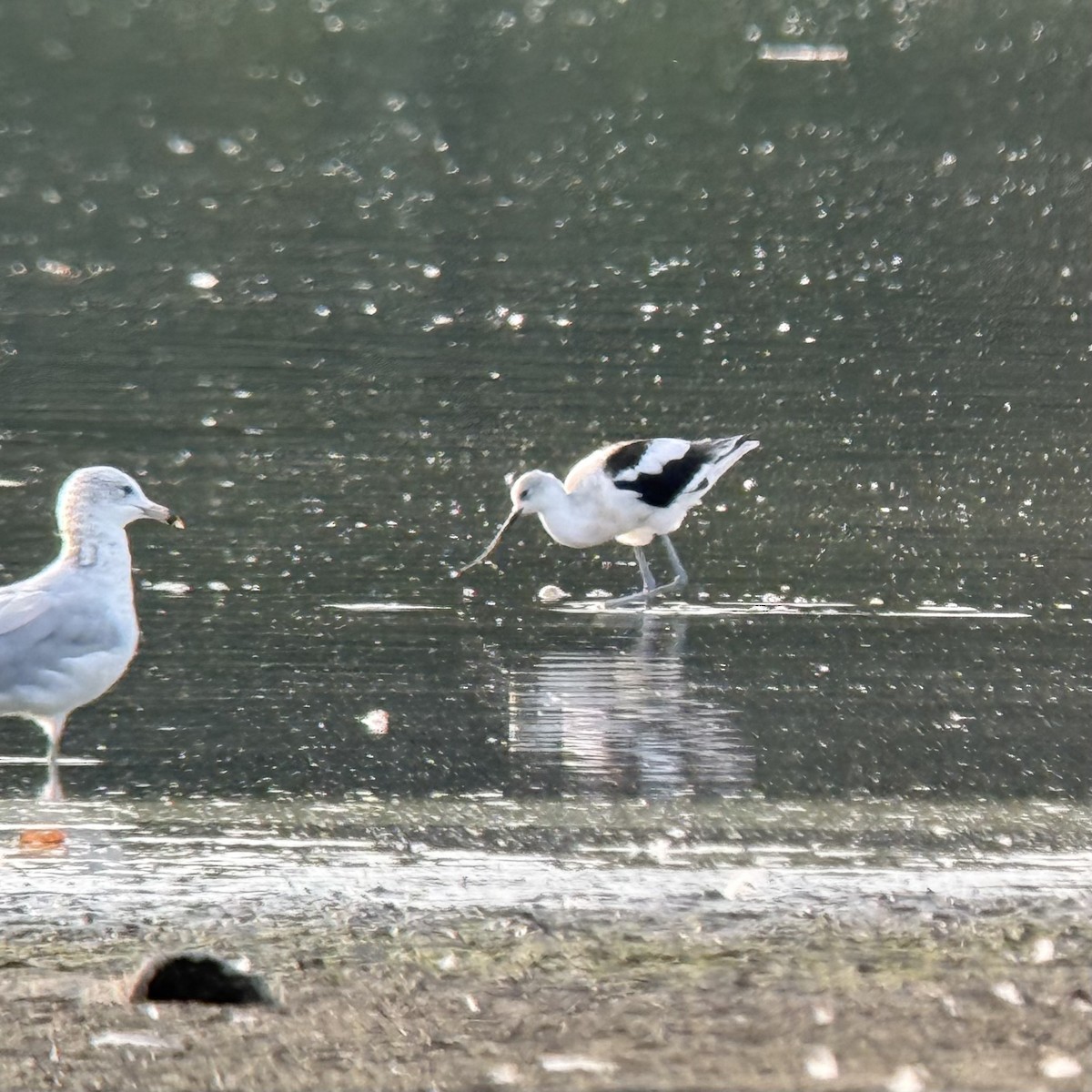American Avocet - ML642131296