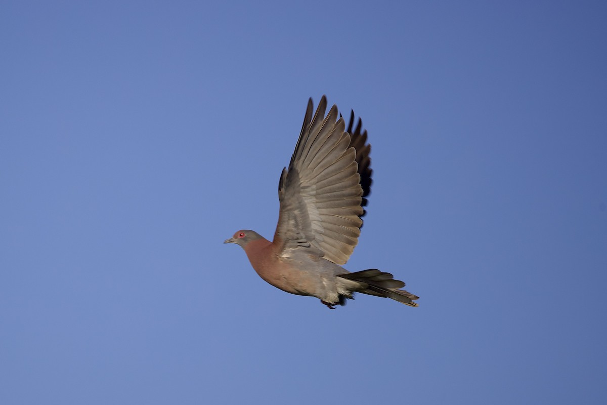 Pale-vented Pigeon - ML642131297