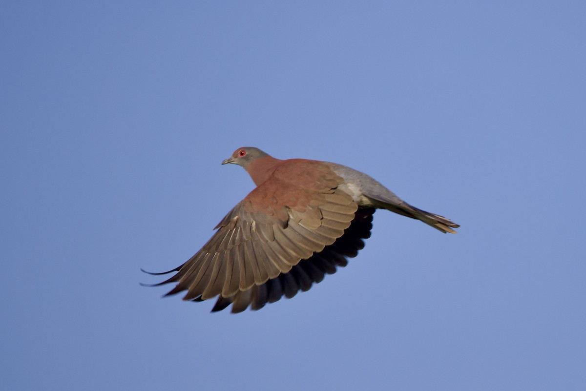 Pale-vented Pigeon - ML642131298