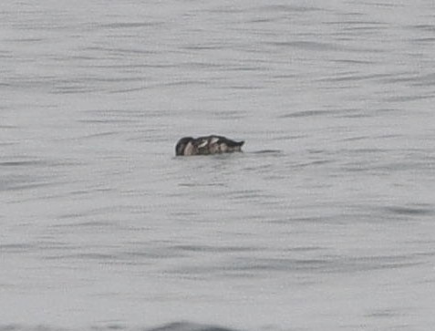 Black Guillemot - ML642131304