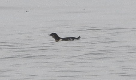 Black Guillemot - ML642131307