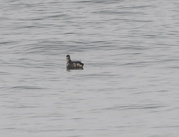 Black Guillemot - ML642131309