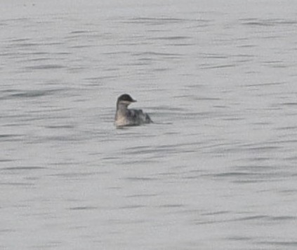 Black Guillemot - ML642131310
