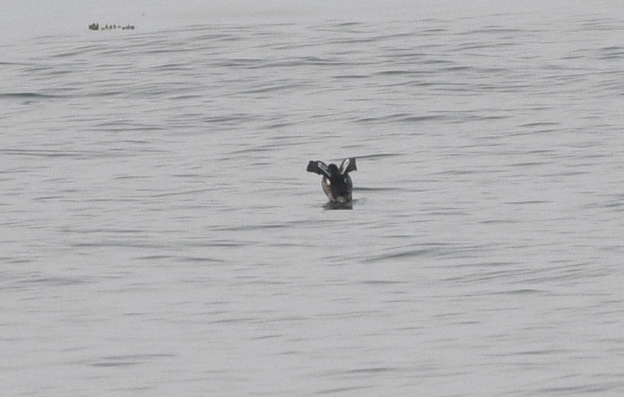 Black Guillemot - ML642131313
