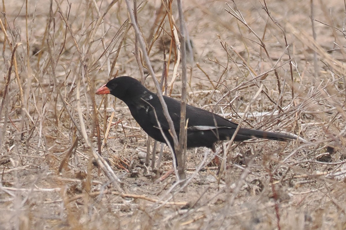 Red-billed Buffalo-Weaver - ML642131316