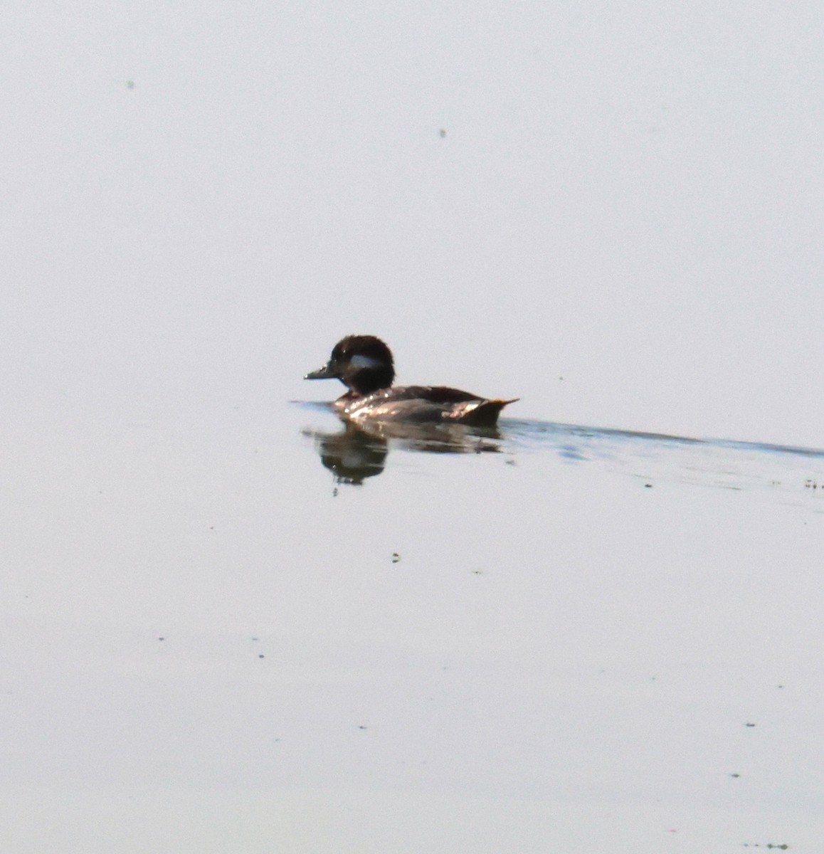 Bufflehead - ML642131318