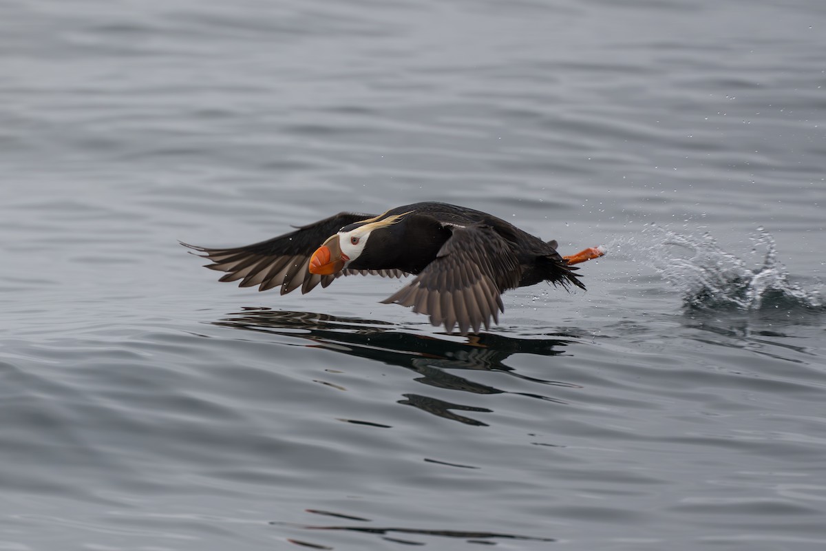 Tufted Puffin - ML642131330