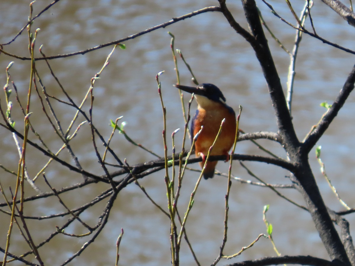 Azure Kingfisher - ML642131335