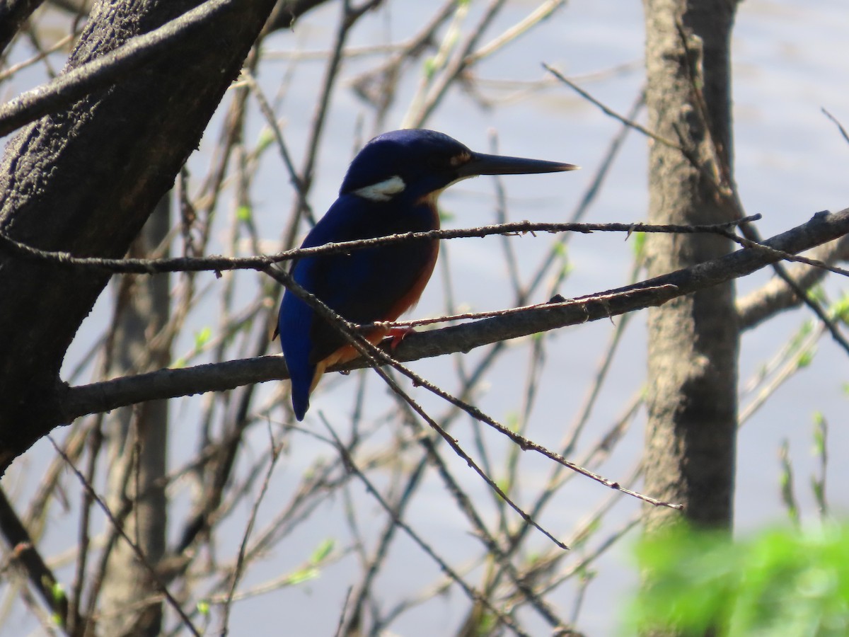 Azure Kingfisher - ML642131337