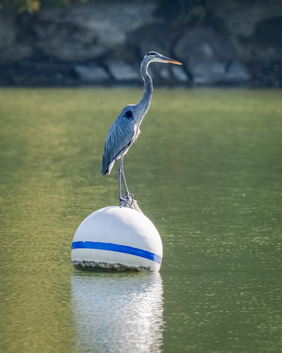 Great Blue Heron - ML642131342