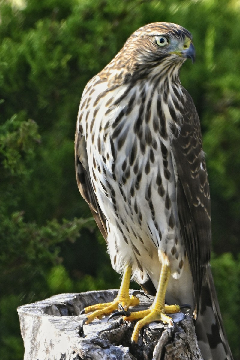 Cooper's Hawk - ML642131343