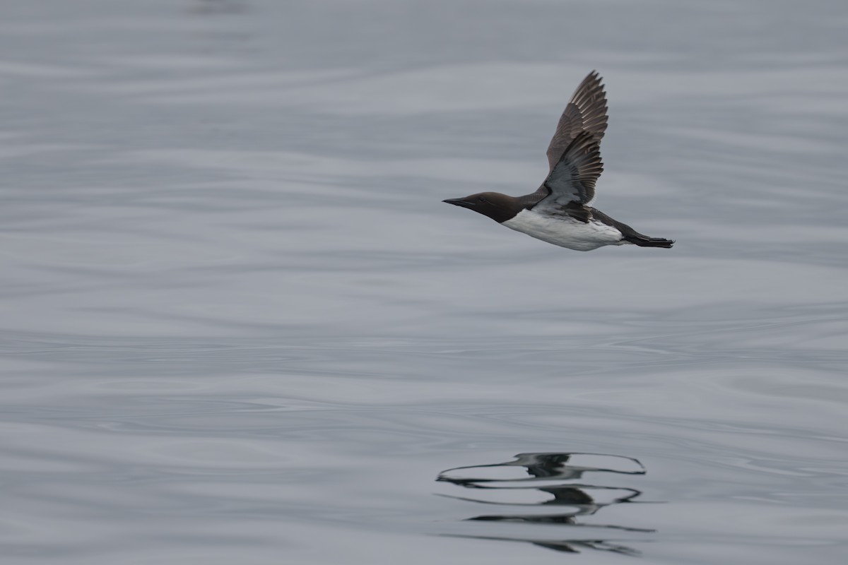 Guillemot marmette - ML642131344