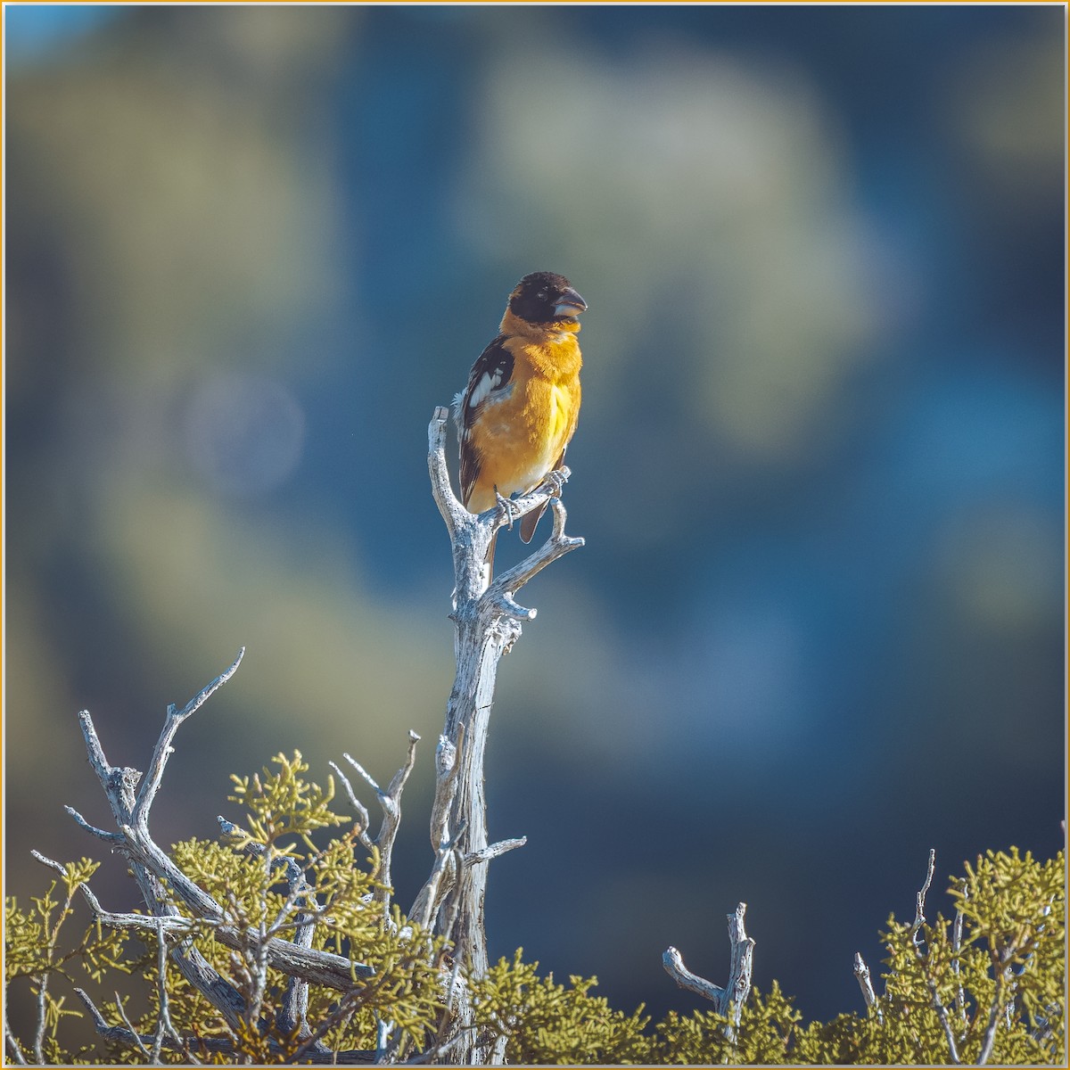 Black-headed Grosbeak - ML642131345