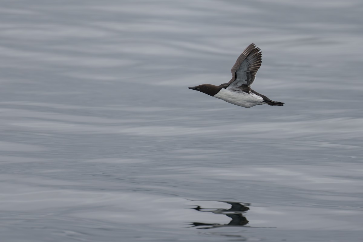 Guillemot marmette - ML642131347