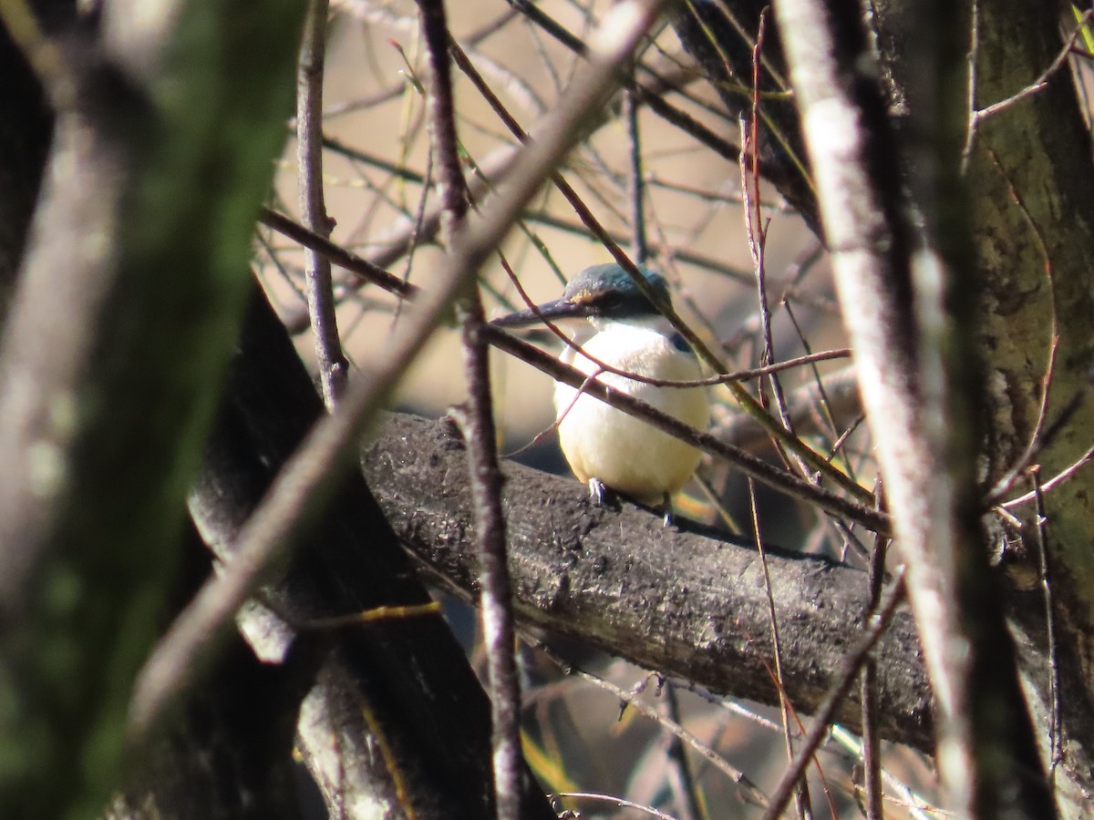 Sacred Kingfisher - ML642131360