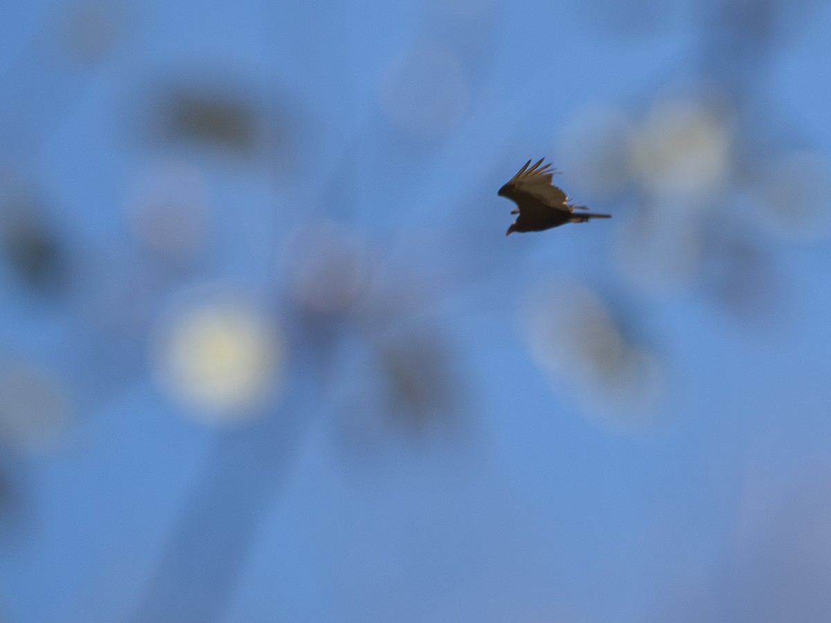 Turkey Vulture - ML642131374