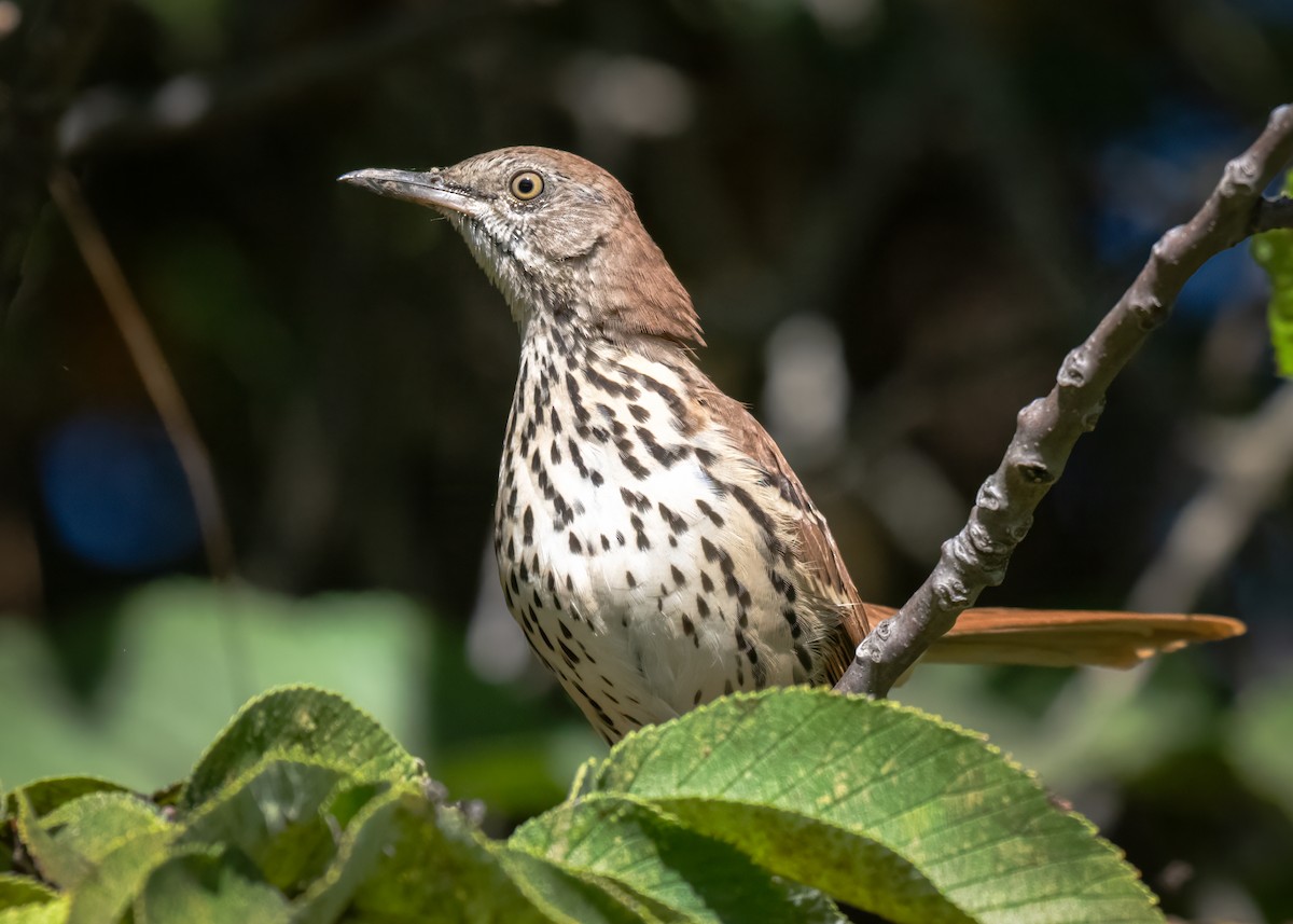 Brown Thrasher - ML642131388