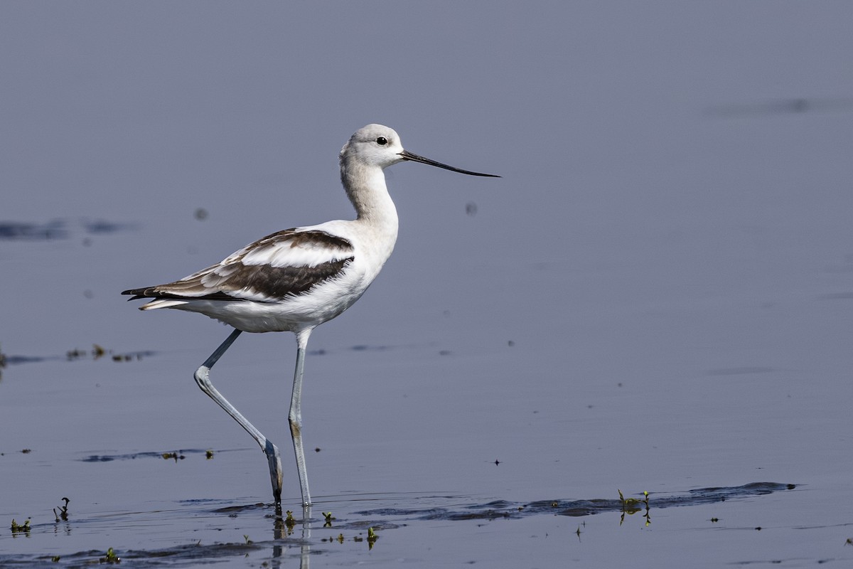 American Avocet - ML642131389