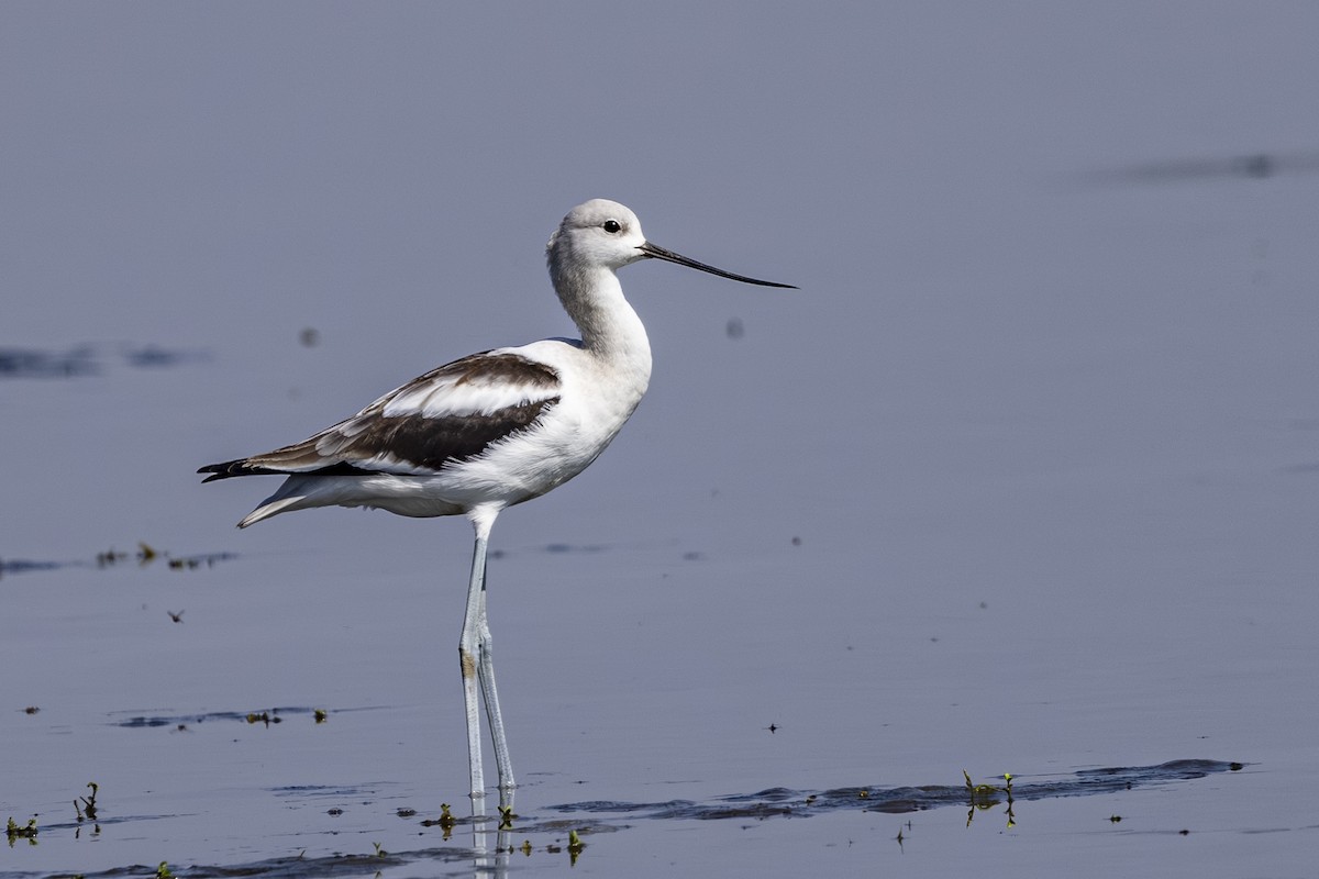 American Avocet - ML642131390