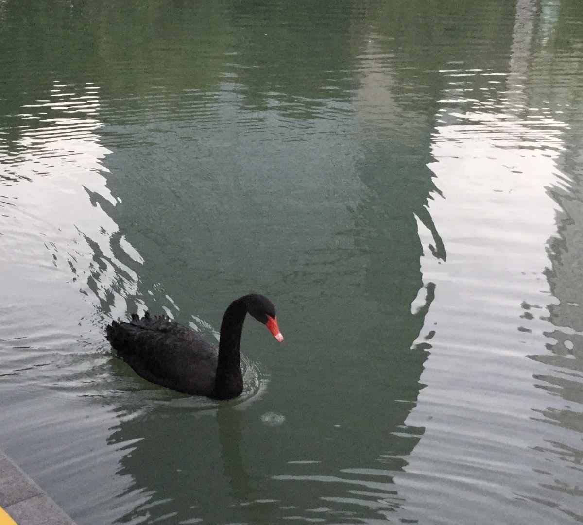 Kara Kuğu - ML642131393