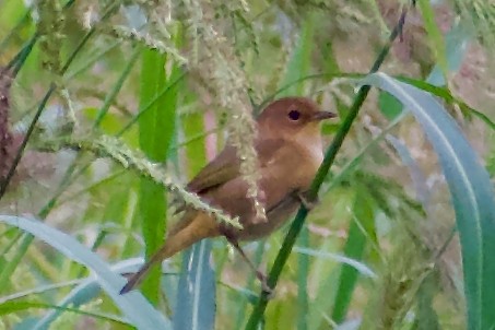 Common Yellowthroat - ML642131398