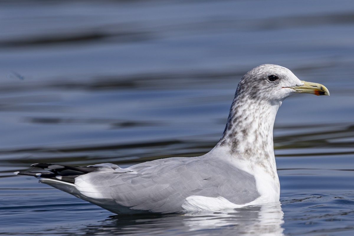 California Gull - ML642131401