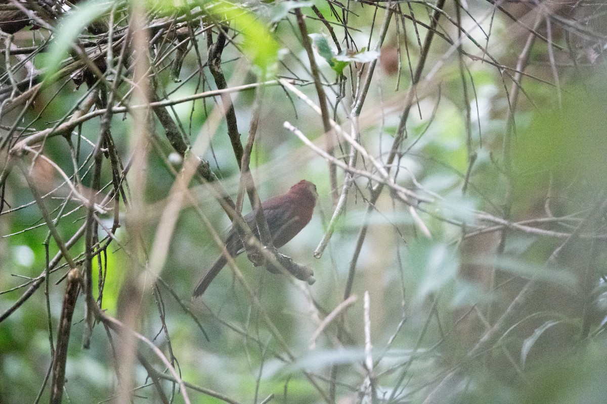 Red-throated Ant-Tanager - ML642131405