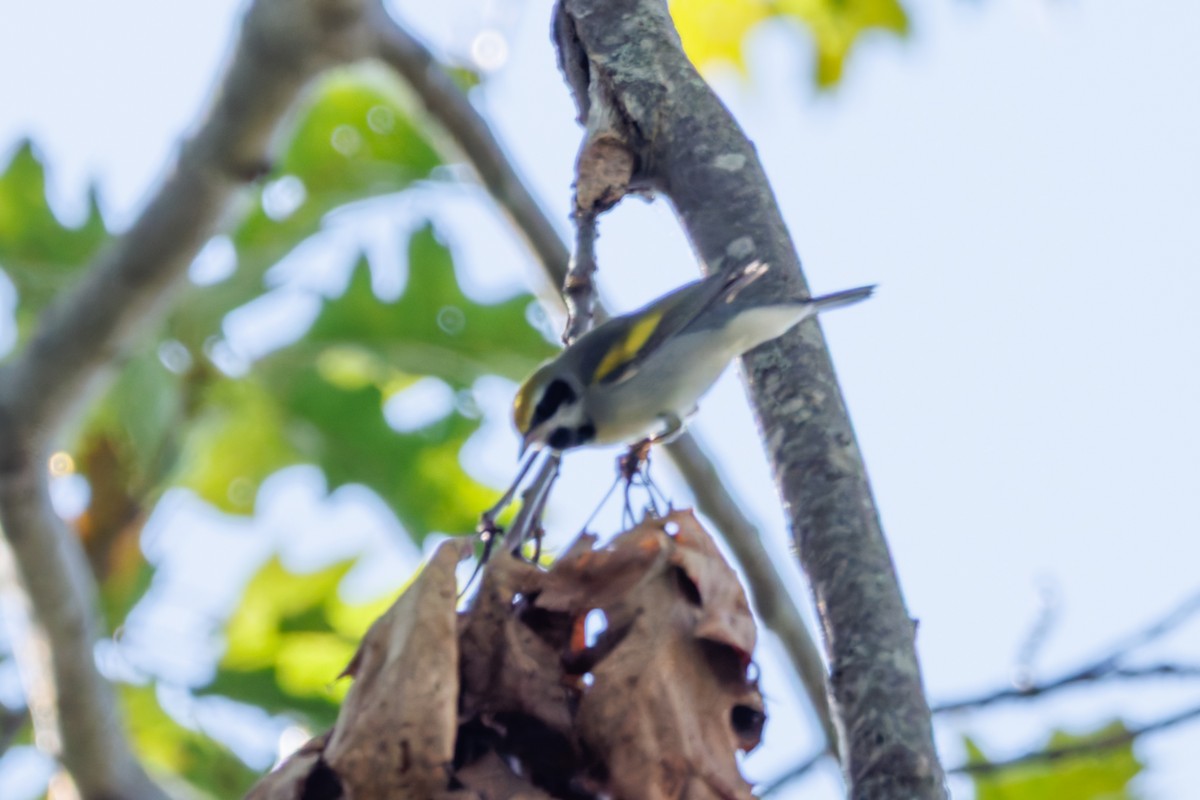 Golden-winged Warbler - ML642131410