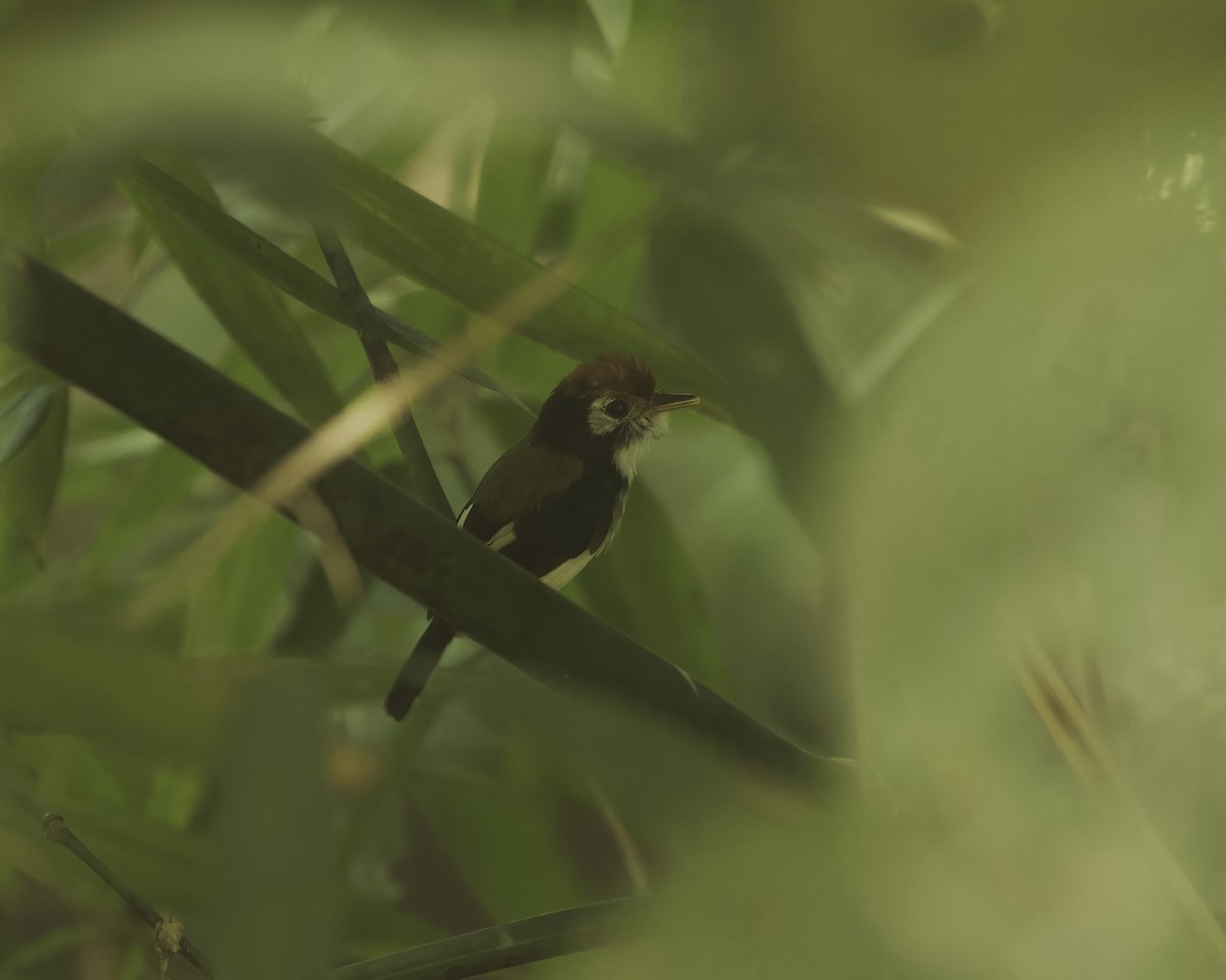 White-cheeked Tody-Flycatcher - ML642131411