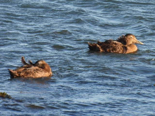 Common Eider - ML642131413