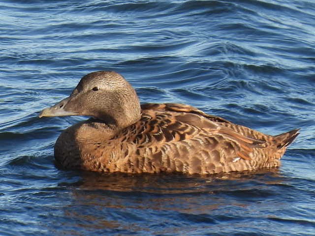 Common Eider - ML642131414