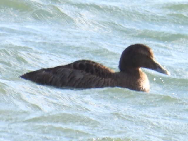 Common Eider - ML642131416