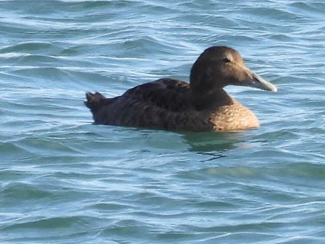Common Eider - ML642131417