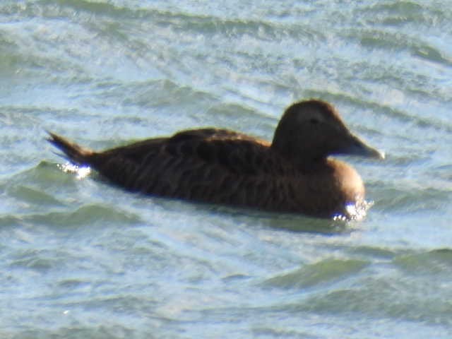 Common Eider - ML642131418