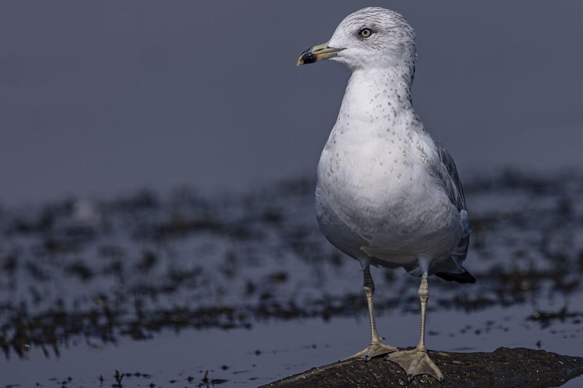 Ring-billed Gull - ML642131426