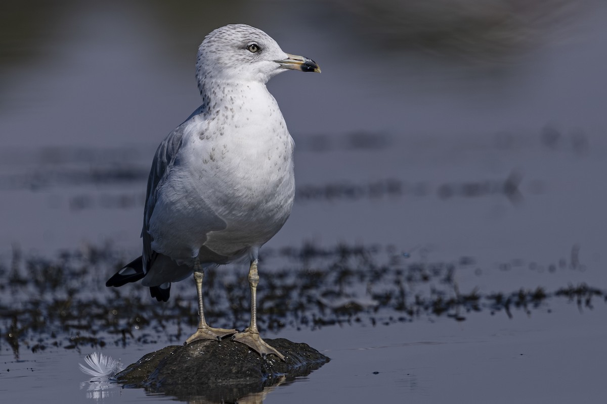 Ring-billed Gull - ML642131429