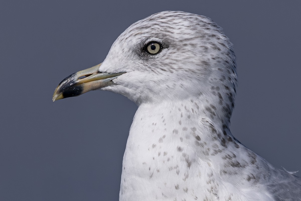 Ring-billed Gull - ML642131432