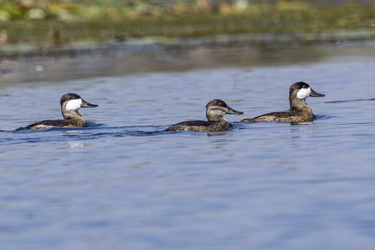 Ruddy Duck - ML642131435