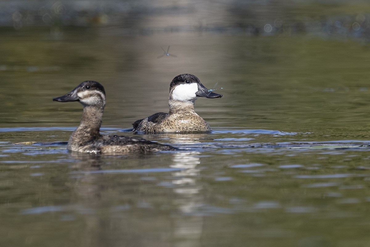 Ruddy Duck - ML642131437