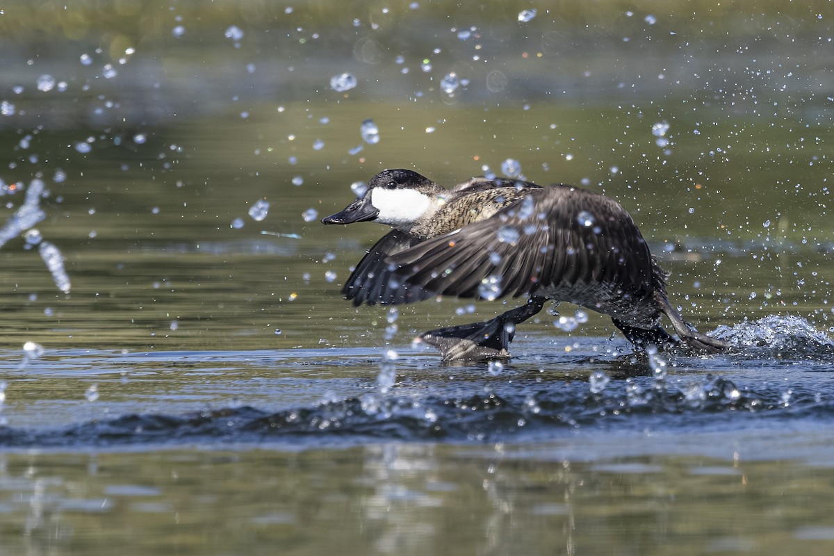 Ruddy Duck - ML642131438