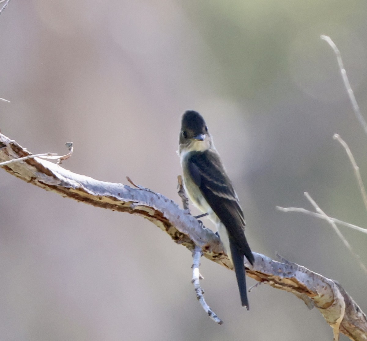Western Wood-Pewee - ML642131447