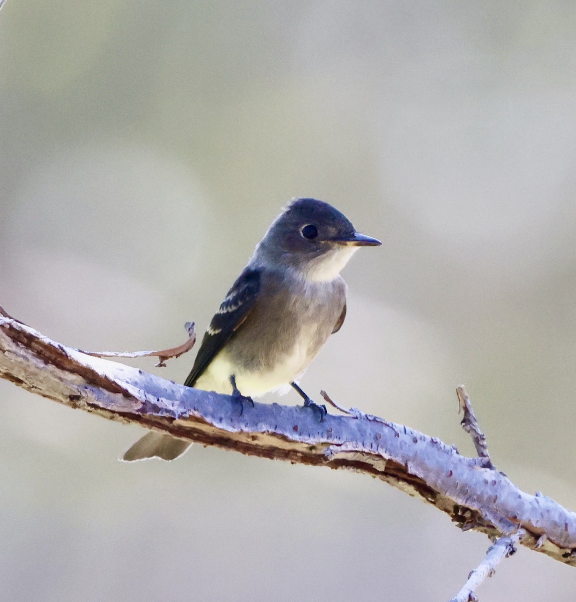 Western Wood-Pewee - ML642131448