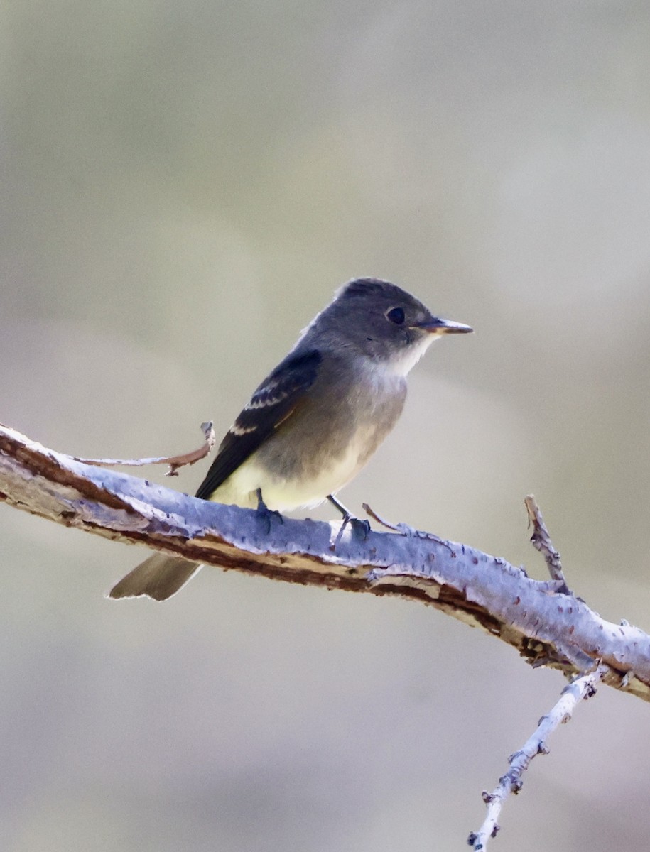 Western Wood-Pewee - ML642131449
