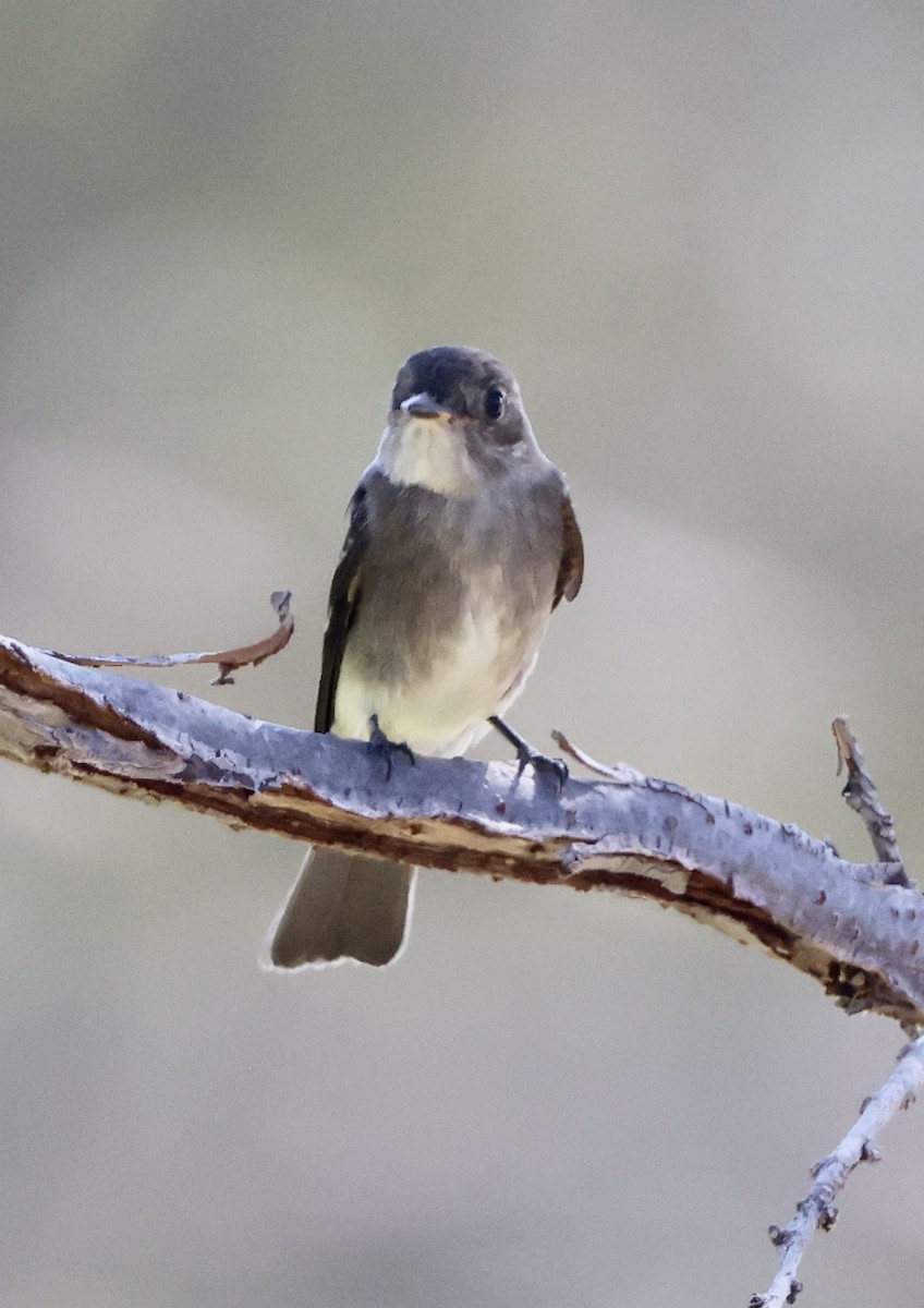 Western Wood-Pewee - ML642131450