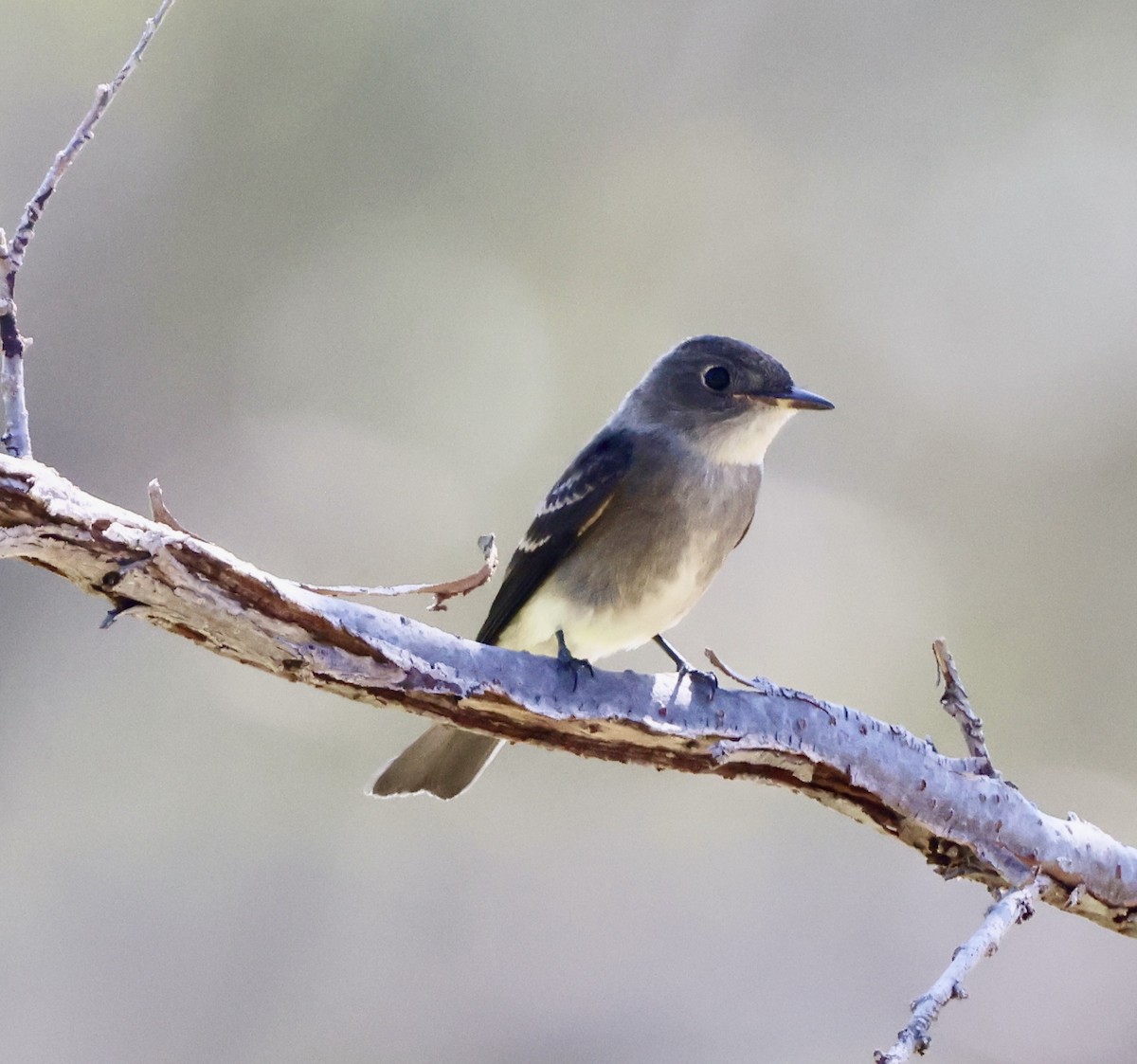 Western Wood-Pewee - ML642131452