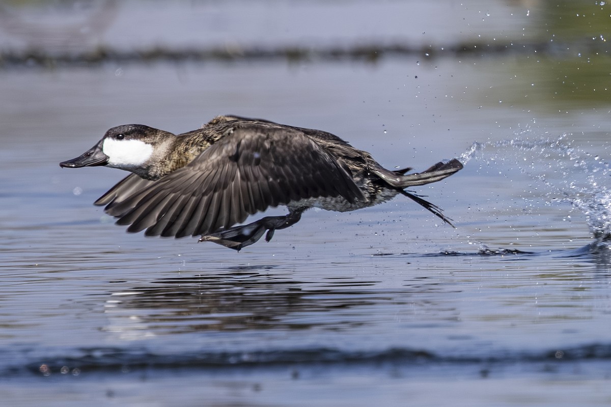Ruddy Duck - ML642131453