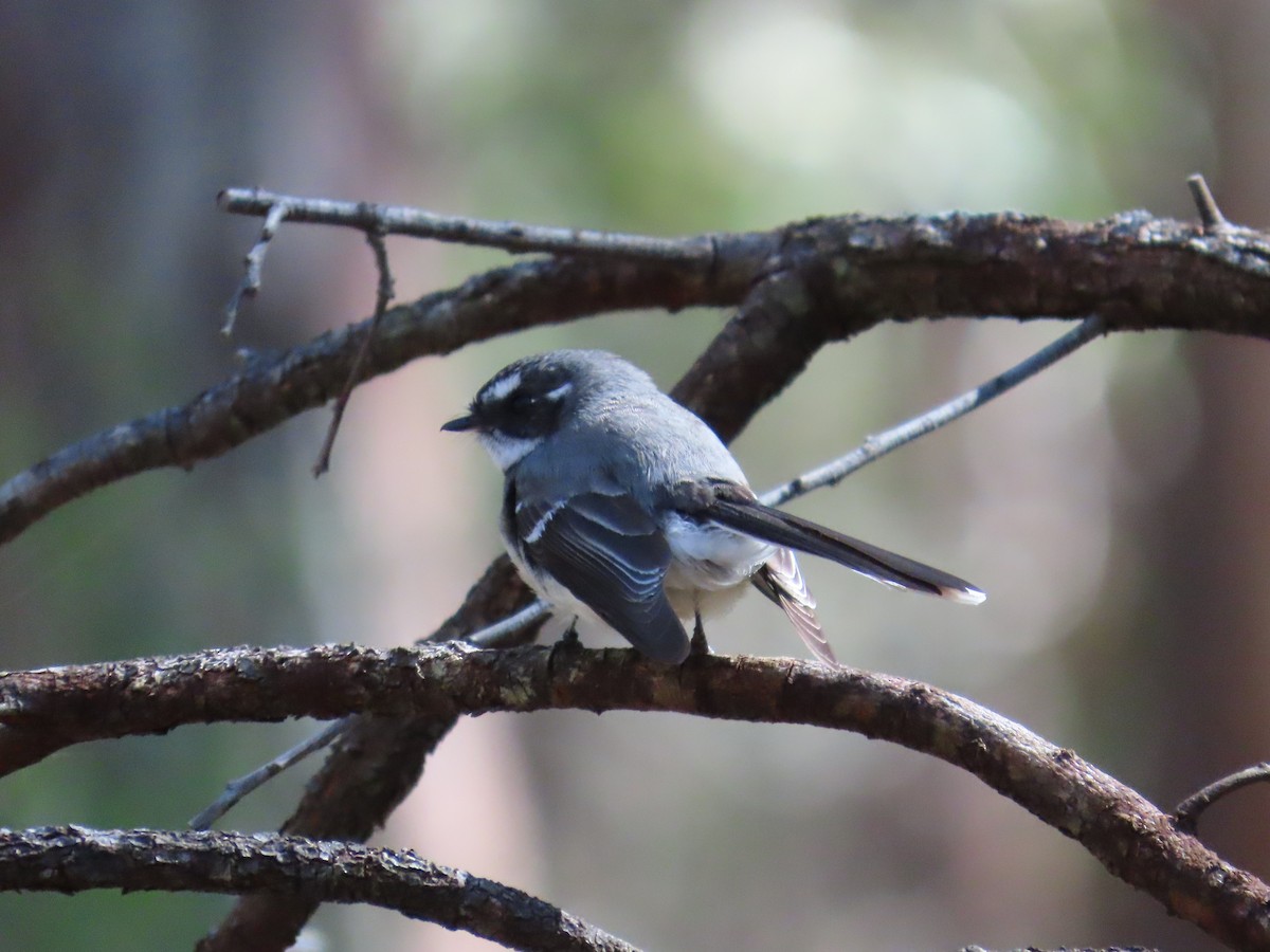 Gray Fantail - ML642131459