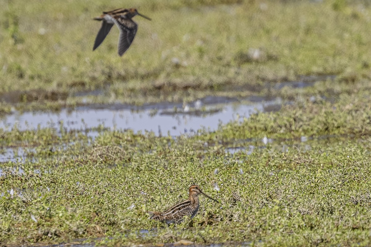 Wilson's Snipe - ML642131468