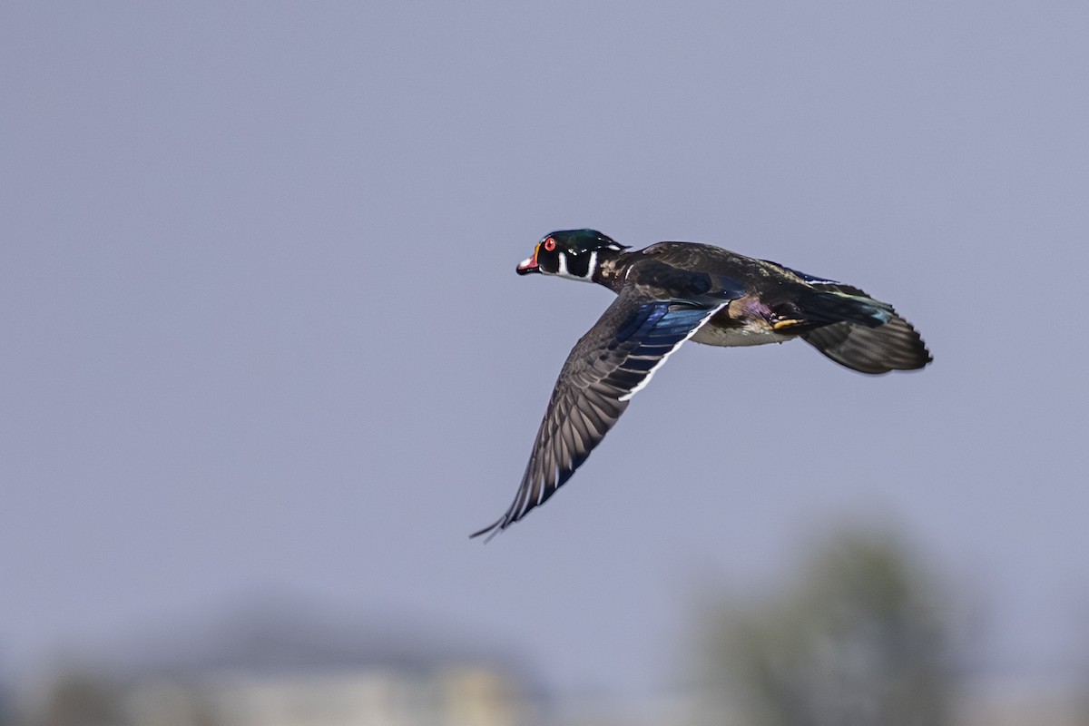 Wood Duck - ML642131474
